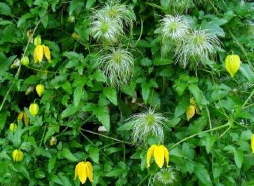 Самые красивые лианы. Клематис