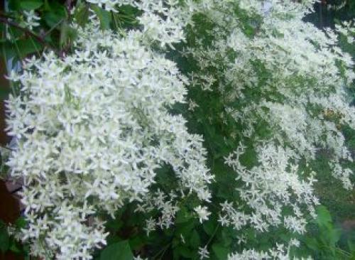 Самые красивые лианы. Клематис