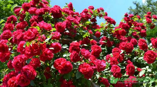 Самые красивые сорта вьющихся лиан. Вертикальное озеленение: лучшие плетистые растения 01 Самые красивые сорта вьющихся лиан. Вертикальное озеленение: лучшие плетистые растения 01