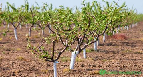 Как гасить известь для побелки деревьев: пошаговая инструкция 08 Как гасить известь для побелки деревьев: пошаговая инструкция 08
