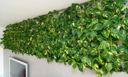 Растения для вертикального озеленения в квартире. Растения для вертикального озеленения внутри дома