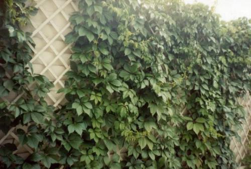 Лианы для сада в средней полосе России. Морозоустойчивые