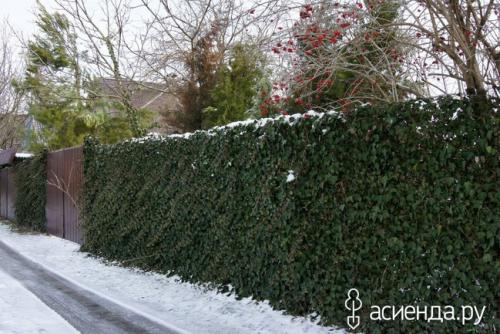 Тенелюбивые растения для вертикального озеленения. Плющ обыкновенный
