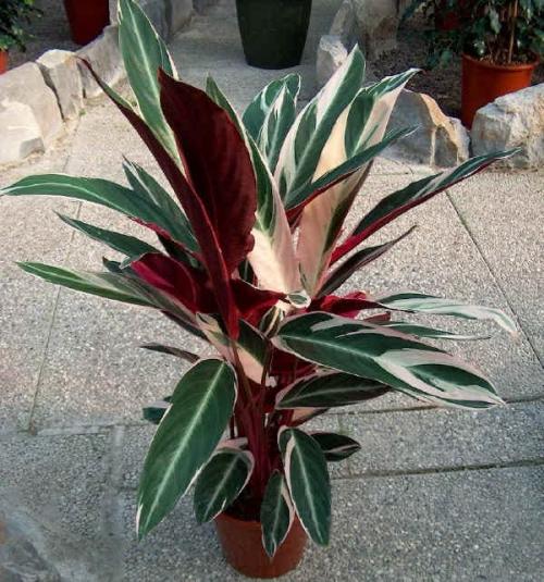 Растения для вертикального озеленения в квартире. Растения для вертикального озеленения внутри дома