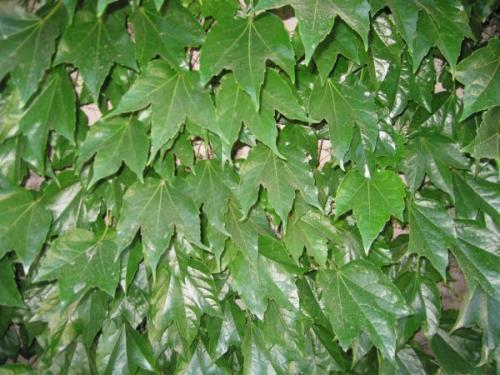 Лианы для сада в средней полосе России. Морозоустойчивые 10 Лианы для сада в средней полосе России. Морозоустойчивые 10