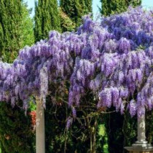 Растения для вертикального озеленения в саду. Выращивание растений на опорах и у стен