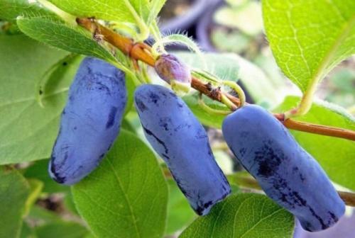 Лианы для сада в средней полосе России. Морозоустойчивые