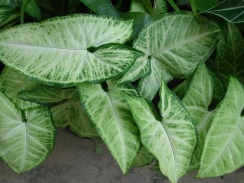 Растения для вертикального озеленения в квартире. Растения для вертикального озеленения внутри дома