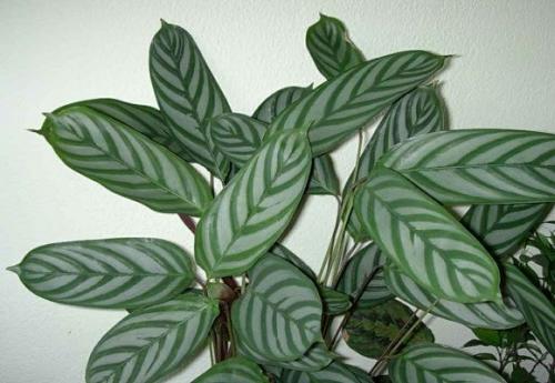 Растения для вертикального озеленения в квартире. Растения для вертикального озеленения внутри дома