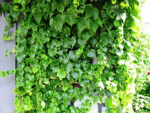 Лианы для сада в средней полосе России. Морозоустойчивые 11 Лианы для сада в средней полосе России. Морозоустойчивые 11