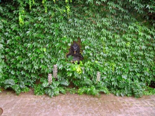 Лианы для сада в средней полосе России. Морозоустойчивые 08 Лианы для сада в средней полосе России. Морозоустойчивые 08