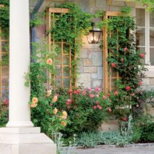 Растения для вертикального озеленения в саду. Выращивание растений на опорах и у стен
