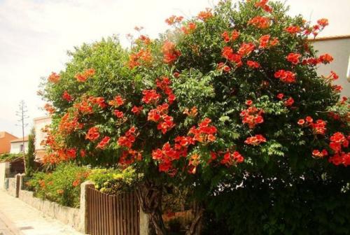 Лианы для сада в средней полосе России. Морозоустойчивые