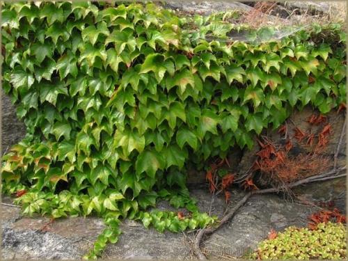 Лианы для сада в средней полосе России. Морозоустойчивые 12 Лианы для сада в средней полосе России. Морозоустойчивые 12