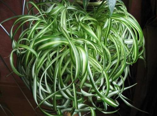 Растения для вертикального озеленения в квартире. Растения для вертикального озеленения внутри дома