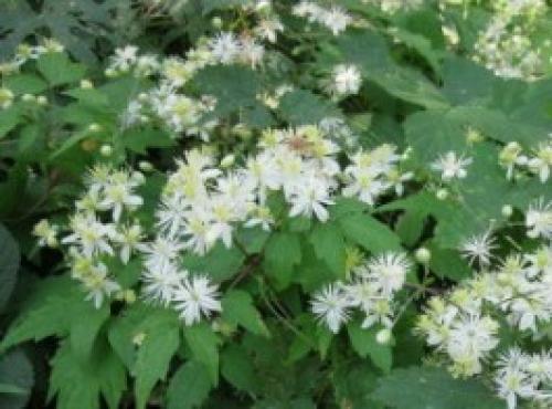 Лианы для сада в средней полосе России. Морозоустойчивые 19 Лианы для сада в средней полосе России. Морозоустойчивые 19