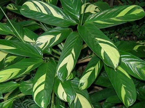 Растения для вертикального озеленения в квартире. Растения для вертикального озеленения внутри дома