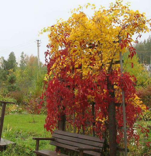 Лиана для тенистого сада. Теневыносливые лианы для Подмосковья
