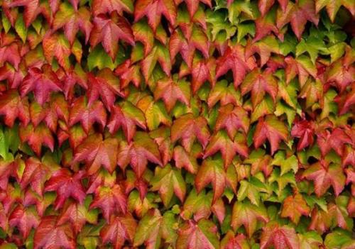 Лианы для сада в средней полосе России. Морозоустойчивые 09 Лианы для сада в средней полосе России. Морозоустойчивые 09