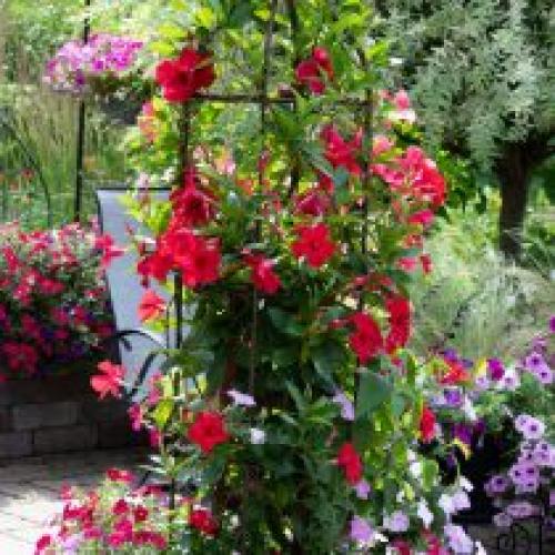 Растения для вертикального озеленения в саду. Выращивание растений на опорах и у стен