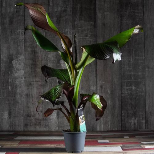 14 Лучших вьющихся комнатных растений. 15 Лучших вариантов вьющихся и ампельных комнатных растений 13