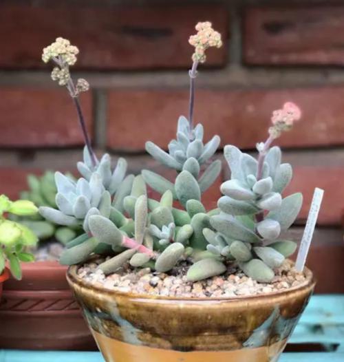 14 Лучших вьющихся комнатных растений. 15 Лучших вариантов вьющихся и ампельных комнатных растений 33