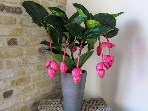 14 Лучших вьющихся комнатных растений. 15 Лучших вариантов вьющихся и ампельных комнатных растений 17