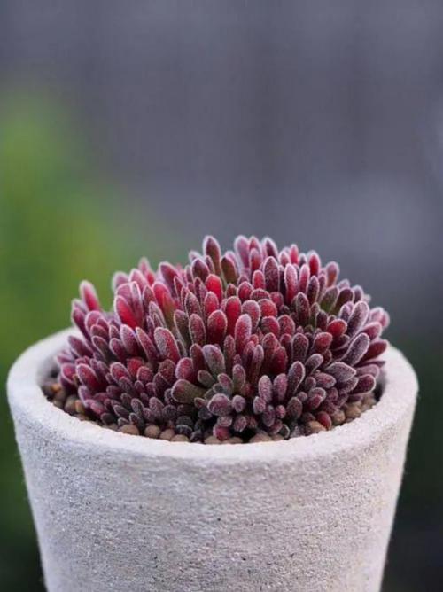 14 Лучших вьющихся комнатных растений. 15 Лучших вариантов вьющихся и ампельных комнатных растений 36