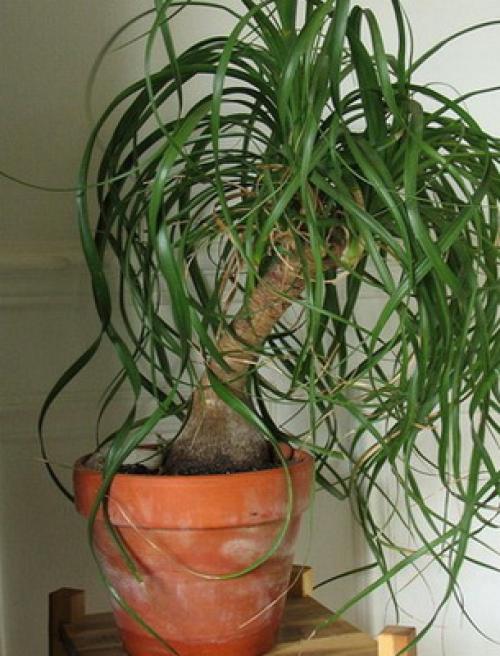 14 Лучших вьющихся комнатных растений. 15 Лучших вариантов вьющихся и ампельных комнатных растений 32