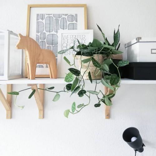 14 Лучших вьющихся комнатных растений. 15 Лучших вариантов вьющихся и ампельных комнатных растений 06