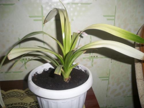 14 Лучших вьющихся комнатных растений. 15 Лучших вариантов вьющихся и ампельных комнатных растений 31