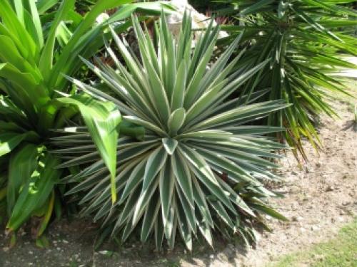 14 Лучших вьющихся комнатных растений. 15 Лучших вариантов вьющихся и ампельных комнатных растений 27