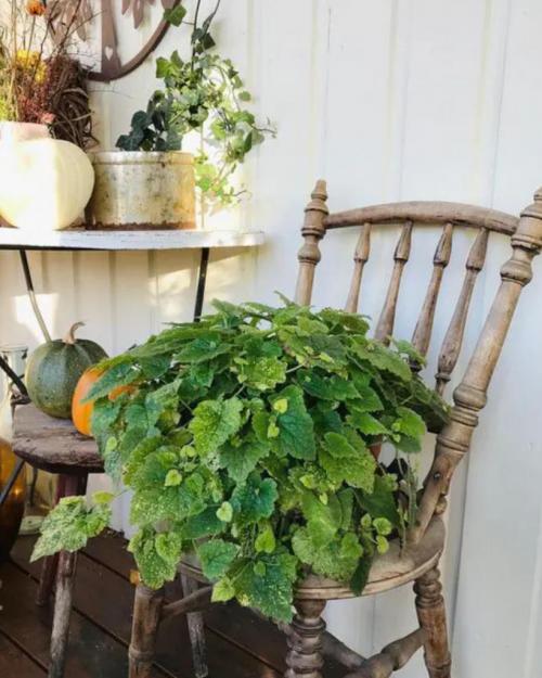 14 Лучших вьющихся комнатных растений. 15 Лучших вариантов вьющихся и ампельных комнатных растений 38