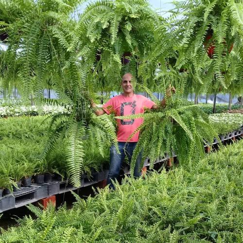 14 Лучших вьющихся комнатных растений. 15 Лучших вариантов вьющихся и ампельных комнатных растений 01