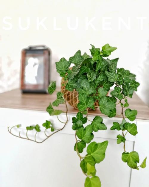 14 Лучших вьющихся комнатных растений. 15 Лучших вариантов вьющихся и ампельных комнатных растений 05