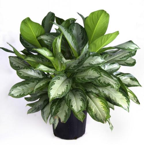 14 Лучших вьющихся комнатных растений. 15 Лучших вариантов вьющихся и ампельных комнатных растений 21