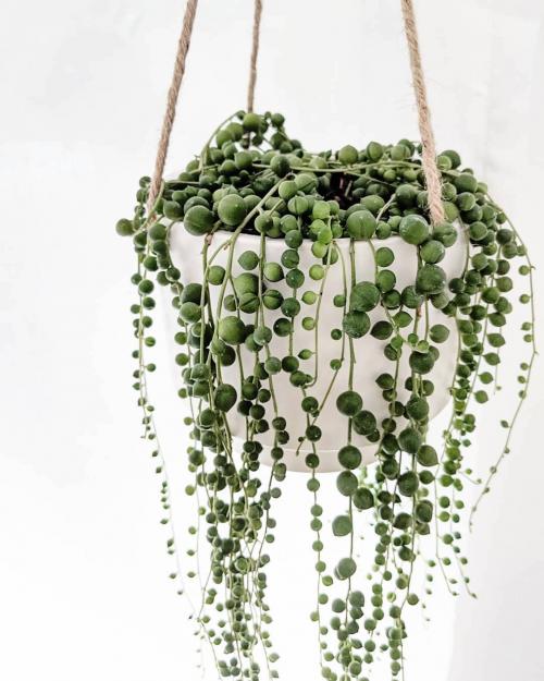 14 Лучших вьющихся комнатных растений. 15 Лучших вариантов вьющихся и ампельных комнатных растений 04