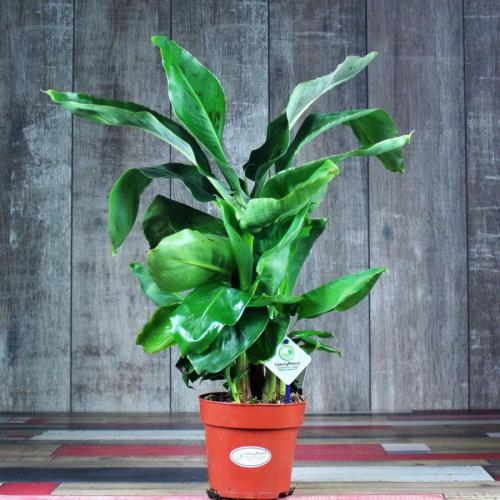 14 Лучших вьющихся комнатных растений. 15 Лучших вариантов вьющихся и ампельных комнатных растений 14