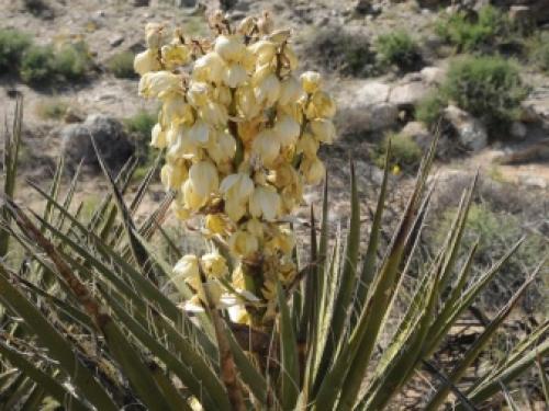 14 Лучших вьющихся комнатных растений. 15 Лучших вариантов вьющихся и ампельных комнатных растений 28