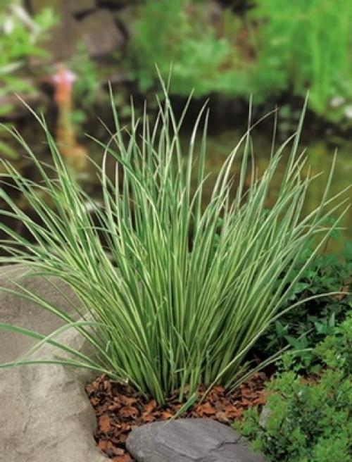 14 Лучших вьющихся комнатных растений. 15 Лучших вариантов вьющихся и ампельных комнатных растений 22