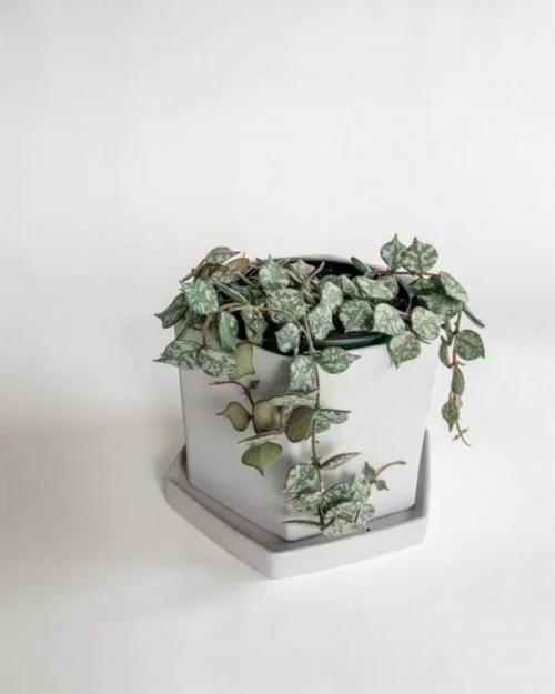 14 Лучших вьющихся комнатных растений. 15 Лучших вариантов вьющихся и ампельных комнатных растений 37