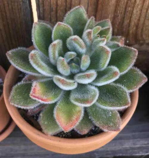 14 Лучших вьющихся комнатных растений. 15 Лучших вариантов вьющихся и ампельных комнатных растений 39