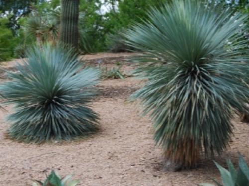 14 Лучших вьющихся комнатных растений. 15 Лучших вариантов вьющихся и ампельных комнатных растений 29