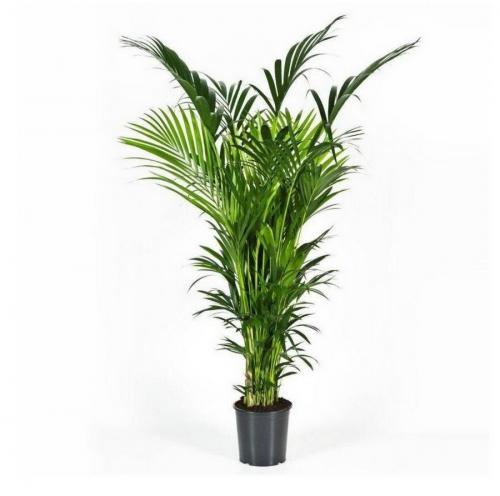 14 Лучших вьющихся комнатных растений. 15 Лучших вариантов вьющихся и ампельных комнатных растений 15