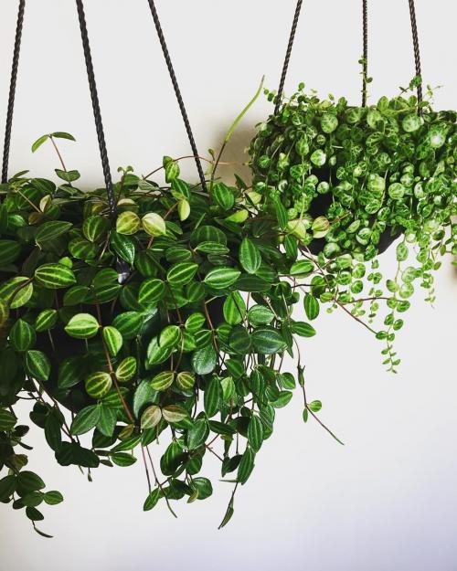14 Лучших вьющихся комнатных растений. 15 Лучших вариантов вьющихся и ампельных комнатных растений 07