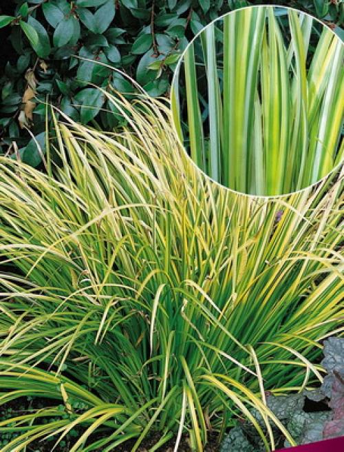 14 Лучших вьющихся комнатных растений. 15 Лучших вариантов вьющихся и ампельных комнатных растений 23