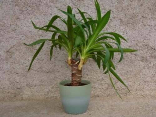 14 Лучших вьющихся комнатных растений. 15 Лучших вариантов вьющихся и ампельных комнатных растений 25