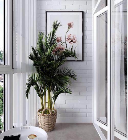 14 Лучших вьющихся комнатных растений. 15 Лучших вариантов вьющихся и ампельных комнатных растений 09