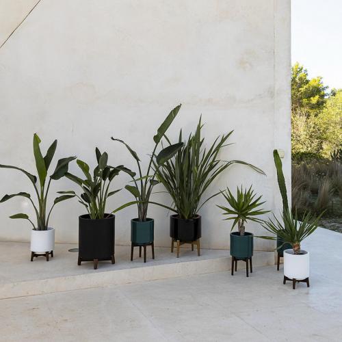 14 Лучших вьющихся комнатных растений. 15 Лучших вариантов вьющихся и ампельных комнатных растений 08