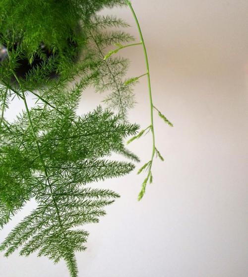 14 Лучших вьющихся комнатных растений. 15 Лучших вариантов вьющихся и ампельных комнатных растений 02